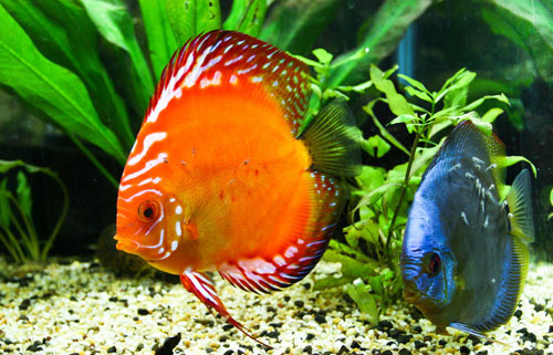 居家養魚風水講究，怎麽養魚招財運？