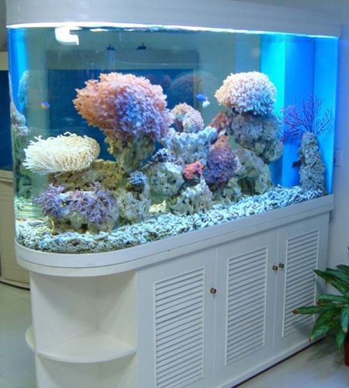 居家養魚風水講究，怎麽養魚招財運？