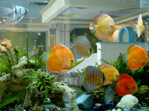 居家養魚風水講究，怎麽養魚招財運？