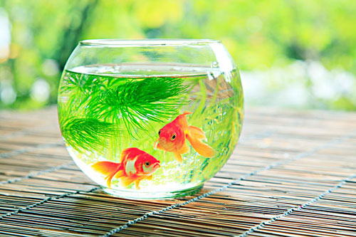 居家養魚風水講究，怎麽養魚招財運？